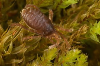 Media type: image;   Invertebrate Zoology 29554